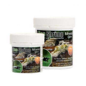 salty bee shrimp gh+