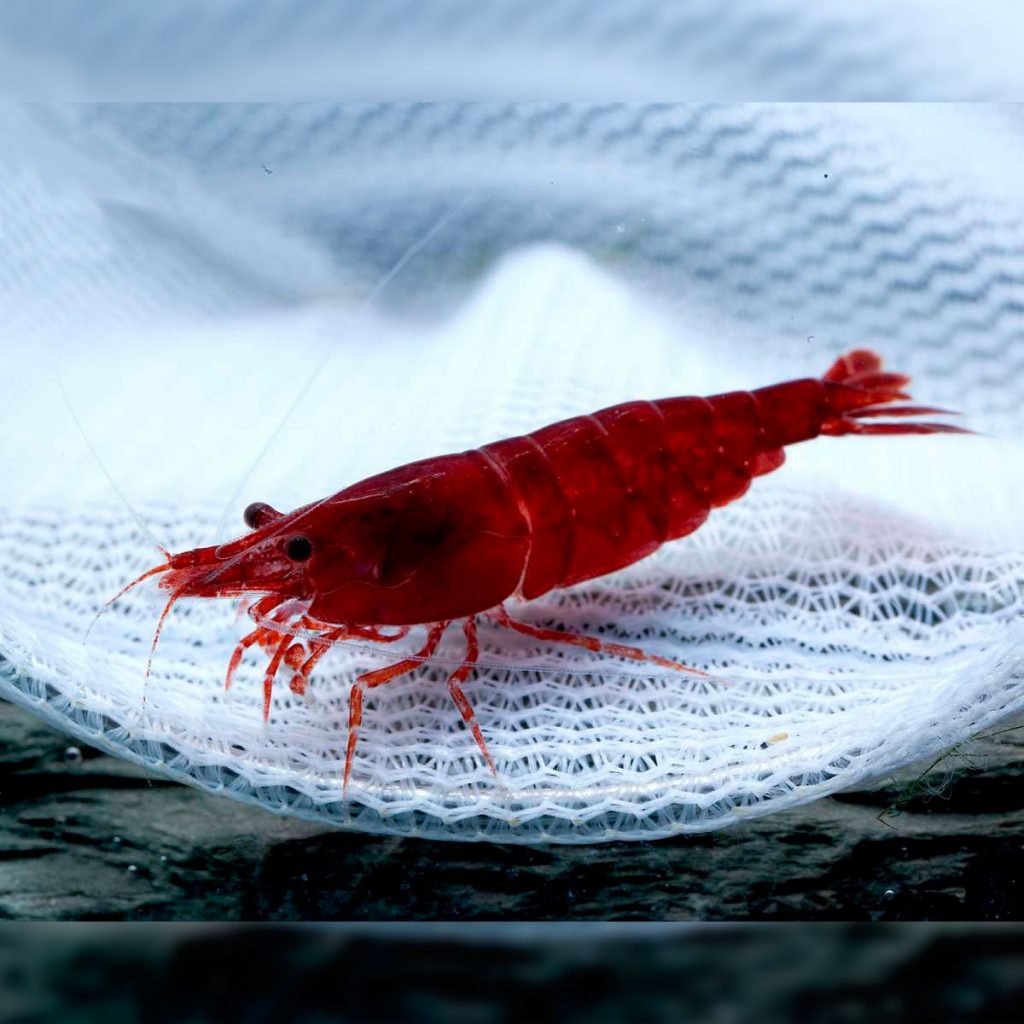 gamba bloody mary