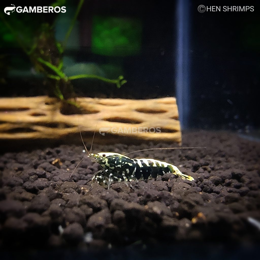 black galaxy fishbone