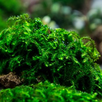 musgo callicostella sp. pancuraji