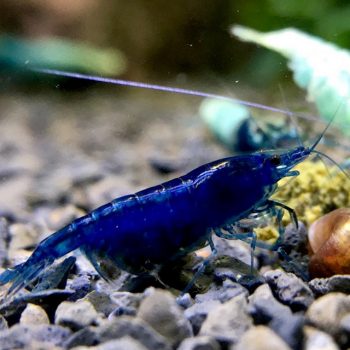 neocaridina blue diamond