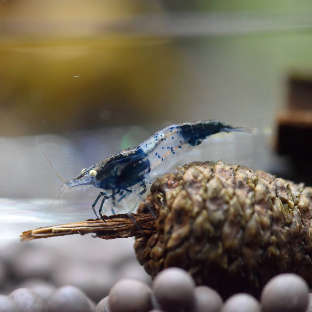 neocaridina blue carbon rili