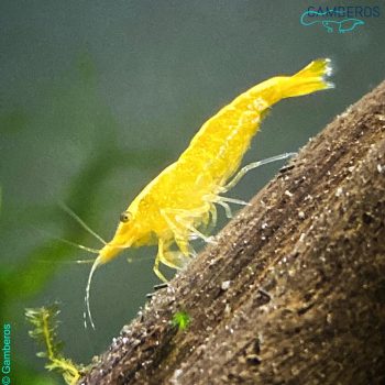 neocaridina yellow golden back